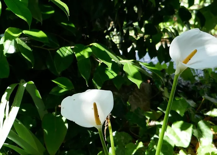 Nyaraló Casa Laranjeira
